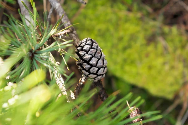 Pine Cone Tree Close View — Stock Photo, Image