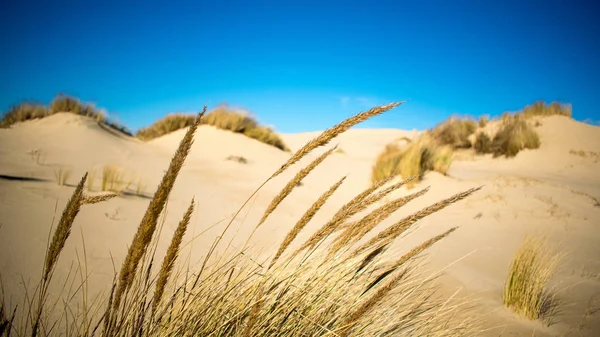 Gele Planten Zandgebied — Stockfoto