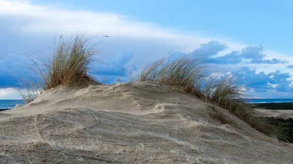Sand Strand Med Planter Ved Sjøen – stockfoto