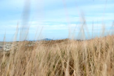 uzun sarı çim, güzel manzara ile kırsal kırsal samanlık