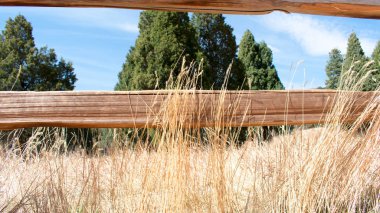 Çit arkasında ağaçlar ile alan