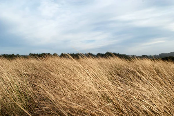 Campo Rural Hayfield Con Hierba Amarilla Alta Hermoso Paisaje — Foto de Stock