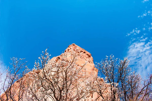Vackra Blommande Blommor Trädgrenen Mot Rocky Mountain — Stockfoto