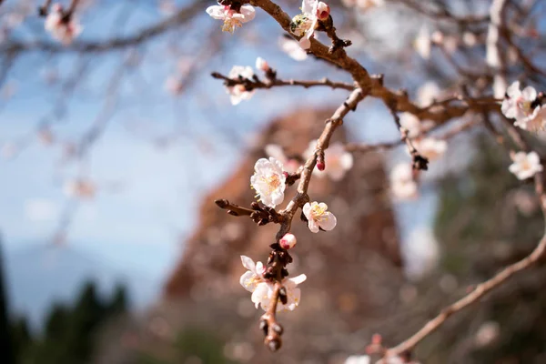 Hermosas Flores Flor Rama Árbol — Foto de Stock