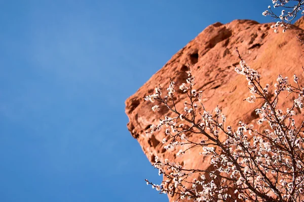 Drzewo Rock Behing Błękitne Niebo Tle — Zdjęcie stockowe