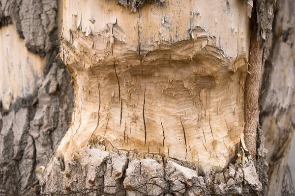 Albero Abbattuto Dai Castori Diga — Foto Stock