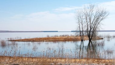 Etrafında kuru bitkiler ile Nehir alanı