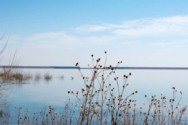 Etrafında kuru bitkiler ile Nehir alanı