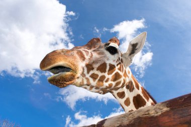 Mavi gökyüzüne karşı bir şeyler yiyen komik bir ifade ile Zürafa 