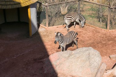 Zebralar hayvanat bahçesinde, yakın plan.