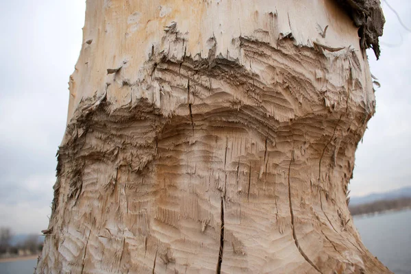 Дерево Срублено Бобрами Плотины — стоковое фото