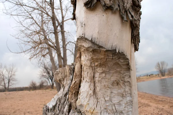 Дерево Срублено Бобрами Плотины — стоковое фото