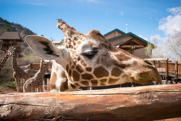 Gros Plan Girafe Dans Zoo — Photo