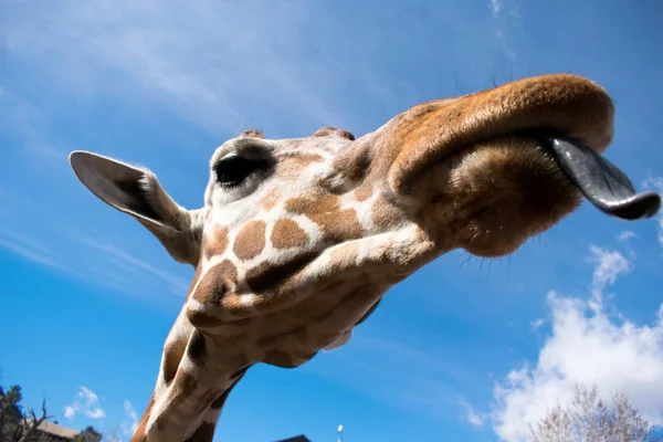 Girafe Avec Une Expression Drôle Manger Quelque Chose Contre Ciel — Photo