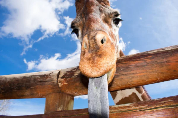 Girafe Avec Une Expression Drôle Manger Quelque Chose Contre Ciel — Photo