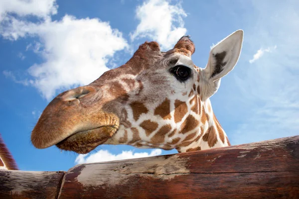 Giraffe Funny Expression Eating Something Blue Sky — Stock Photo, Image