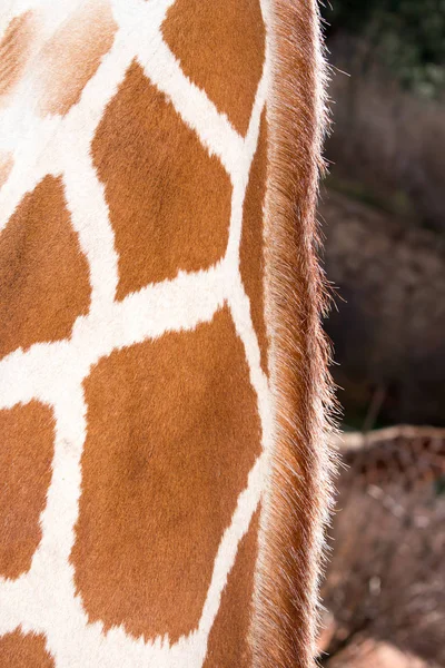 Closeup Giraffe Zoo — Stock Photo, Image