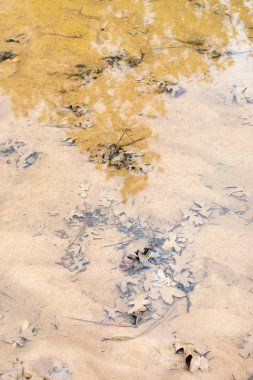 Nehir suyunda kurutulmuş meşe yaprakları