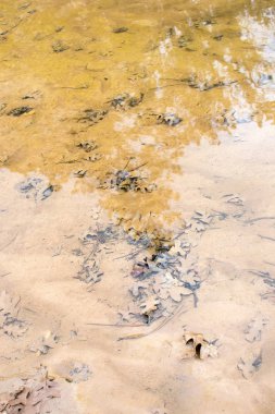 Nehir suyunda kurutulmuş meşe yaprakları