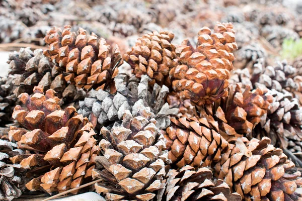 Getrocknete Tannenzapfen Auf Dem Boden — Stockfoto