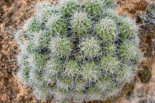 Cactus Espinosos Zona Desierta —  Fotos de Stock