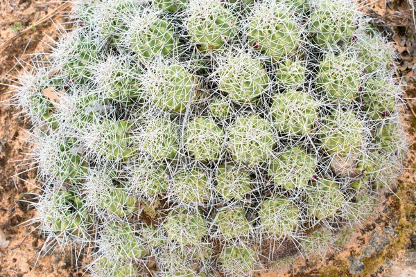 Cactos Espesso Área Deserta — Fotografia de Stock