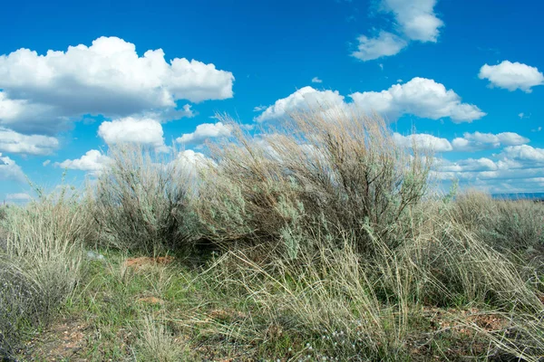 Campo Herboso Bajo Cielo Azul Nublado —  Fotos de Stock