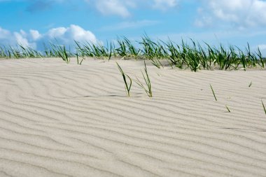 yaz güneş doku ve desen plaj kumul