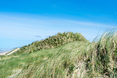 mavi gökyüzü altında güzel yeşil çayır
