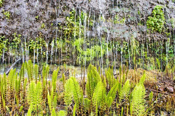 Closeup Plantas Samambaia Floresta — Fotografia de Stock