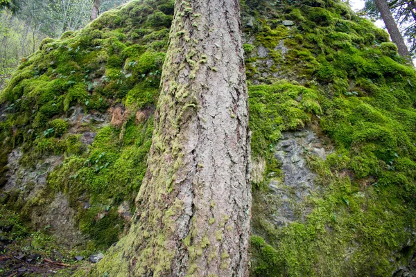 Green Forest Background Natural Background — Stock Photo, Image