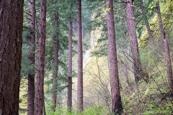 Groene Bosachtergrond Natuurlijke Achtergrond — Stockfoto