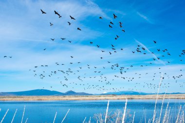 Nehir üzerinde uçan kuşlar Flock