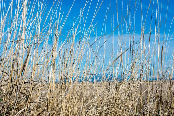 Erba Secca Sul Lungofiume Cielo Blu Sullo Sfondo — Foto Stock