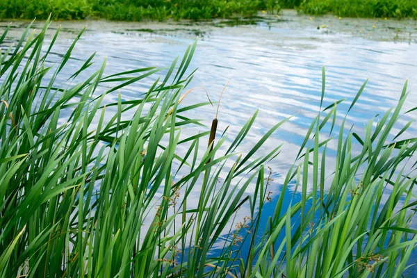 Pürüzsüz su ile Riverside