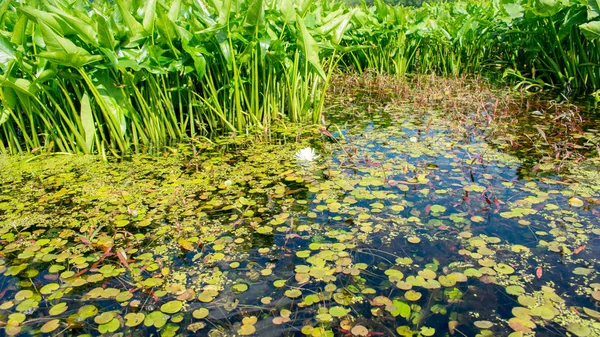 Lago Coberto Com Plantas Lótus Cana — Fotografia de Stock