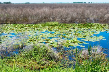Stand su ile Bataklık