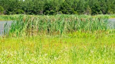 Ağaçları ve bitkileri olan yeşil alan