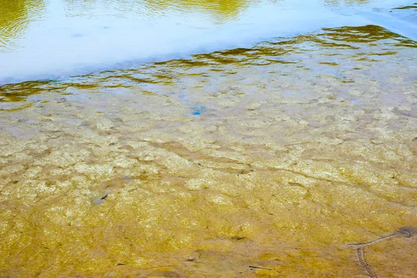 Couleur Jaune Brun Eau Marais — Photo