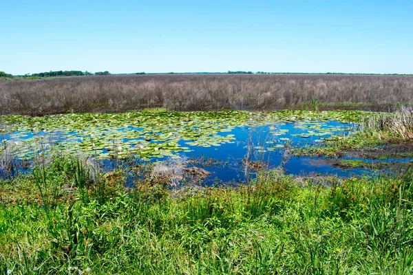 Marsh Med Stativ Vatten — Stockfoto