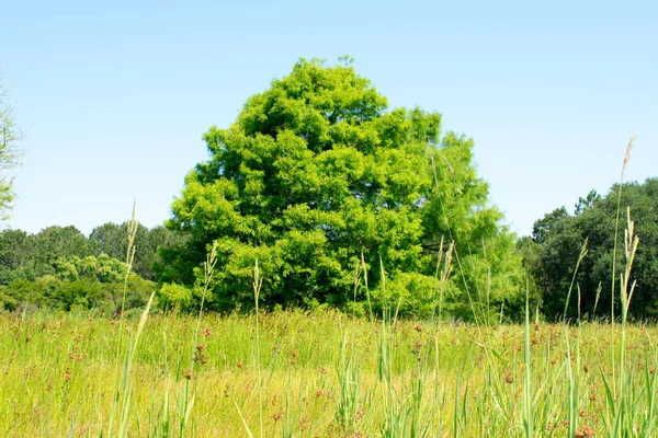 Campo Verde Con Alberi Piante — Foto Stock