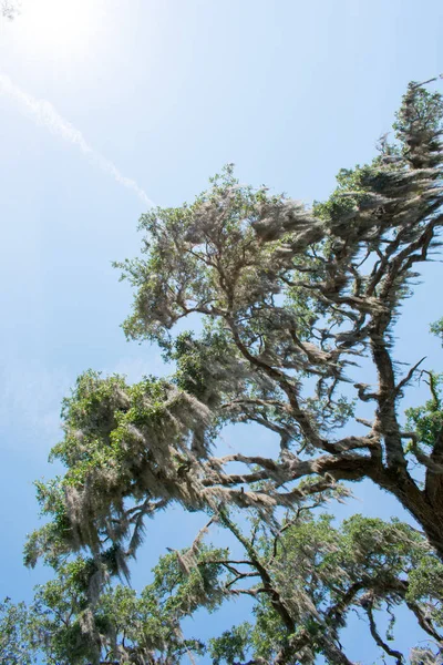 Vista Inferior Árvores Florescentes Com Fundo Azul Céu — Fotografia de Stock