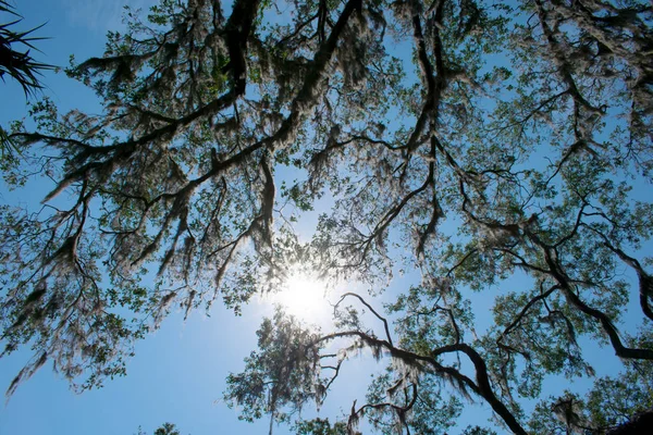 Vista Inferiore Alberi Fiore Con Sfondo Cielo Blu — Foto Stock