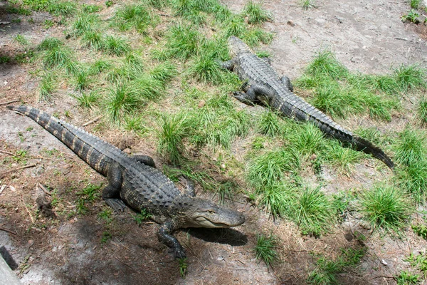 Due Pericolosi Aligatori Sull Erba Verde — Foto Stock