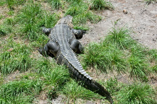 Coccodrillo Pericoloso Erba Verde — Foto Stock