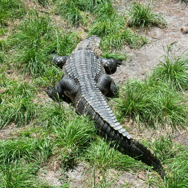 Crocodile Dangereux Dans Herbe Verte — Photo