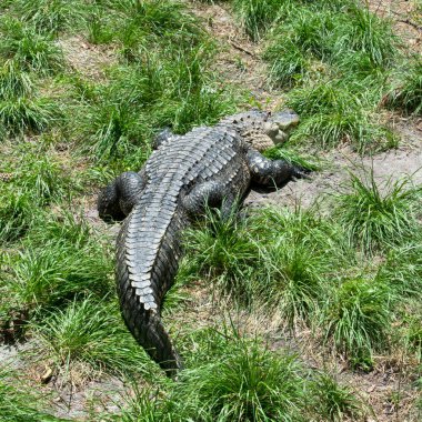 Yeşil çimenlerde tehlikeli timsah
