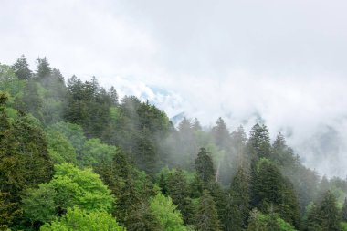 Yemyeşil ağaçlarla kaplı dağlar