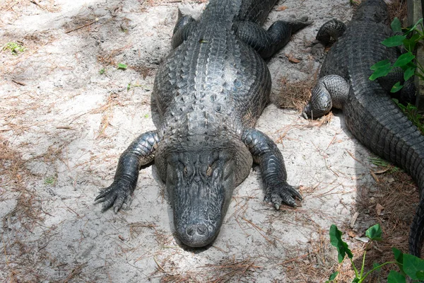 Deux Crocodiles Sur Sable — Photo