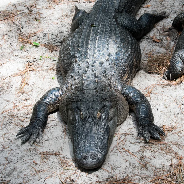 Két Krokodilok Homokon Területen — Stock Fotó